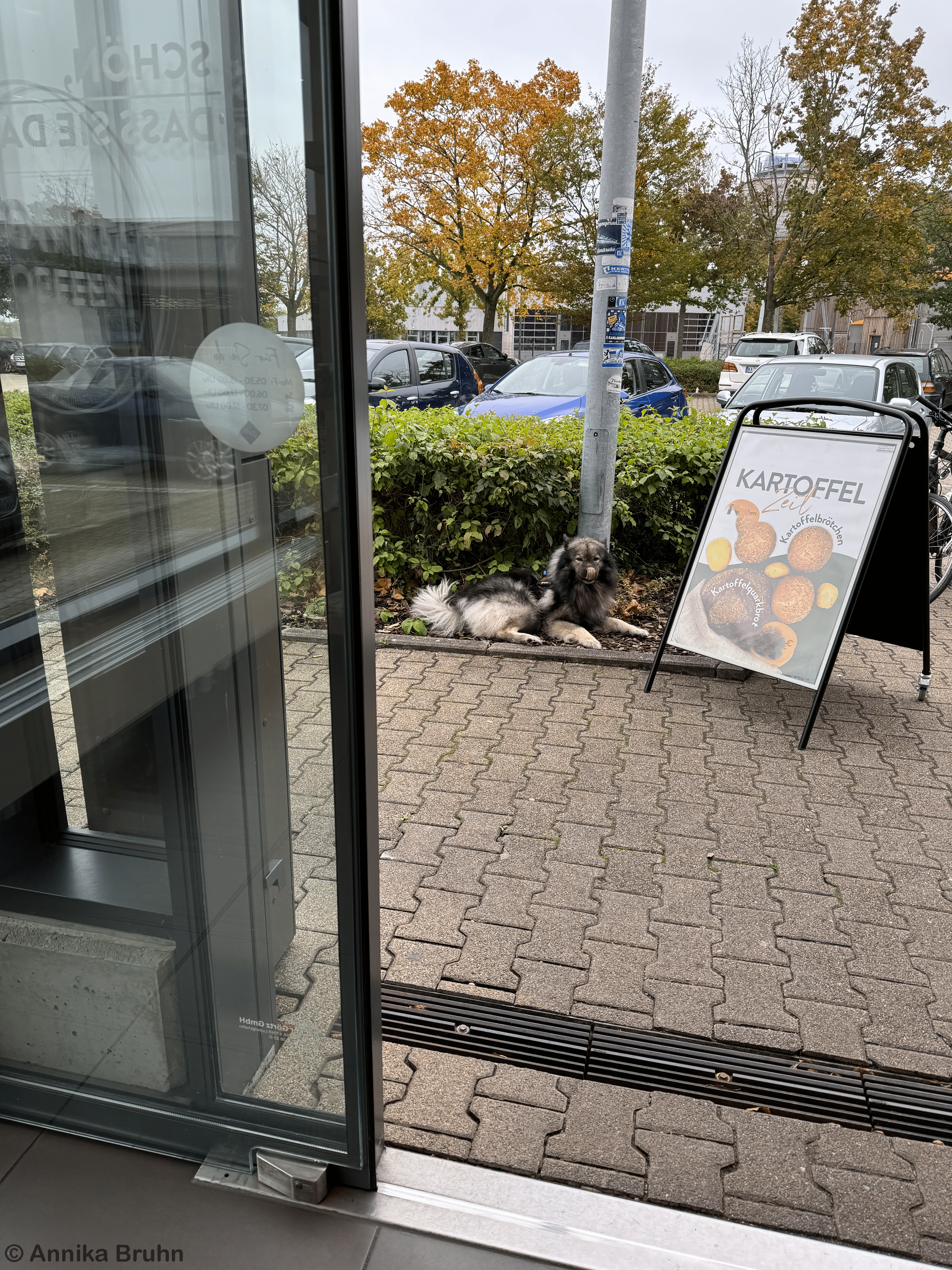 Q wartet ganz brav beim Bäcker